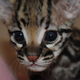 Illustration for article titled Important Developments in Cuteness: Ocelot Kitten